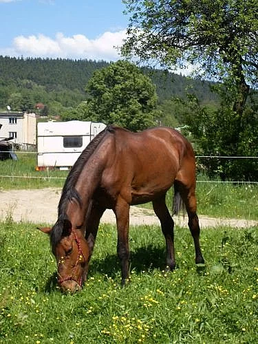 9-tiletý valach na rekreaci, sport, zzvj-Spěchá