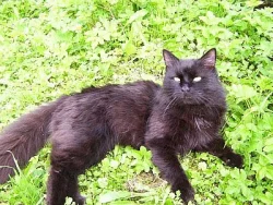Koupím/Odeberu černého kocourka (kotě)