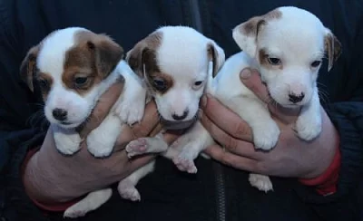 krásná štěnátka jack russell terier
