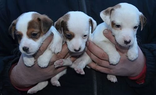 krásná štěnátka jack russell terier