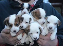 krásná štěnátka jack russell terier