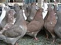 Europigeon Titan