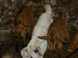 Burské kozy