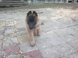 Belgický ovčák tervueren