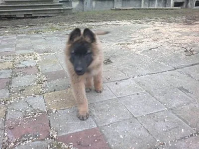 Belgický ovčák tervueren