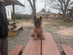 Belgický ovčák tervueren