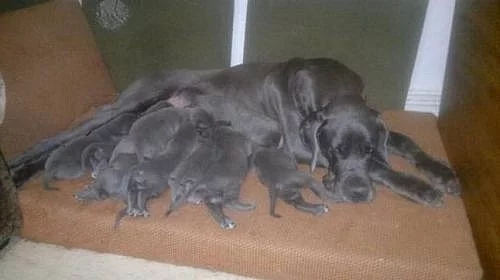 Štěňata Německé dogy 