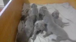 Štěňata Německé dogy 