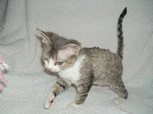 Devon rex s PP