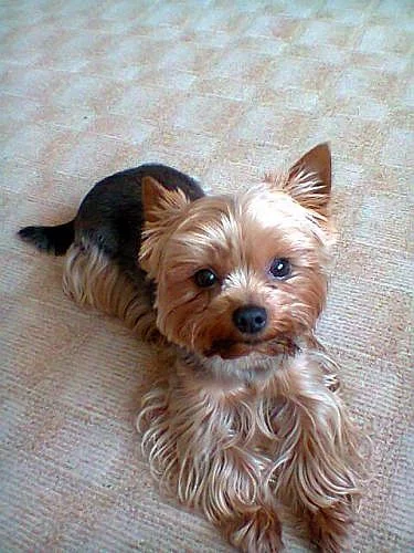 Jorkšírský terier