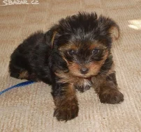 Jorkšírský terier