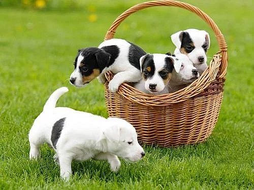 Parson Russell Terrier - štěňátka s PP