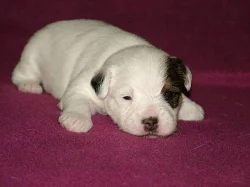 Parson Russell Terrier - štěňátka s PP