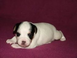 Parson Russell Terrier - štěňátka s PP