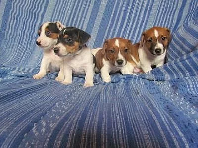jack russel terier štěnátka 