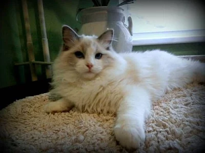 Ragdoll kocourek s PP