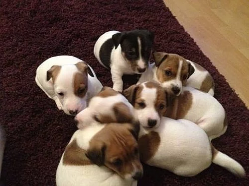 Jack Russel Terier - štěňátka na prodej