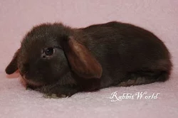 Zakrslí beránek ST RT v havance s VP