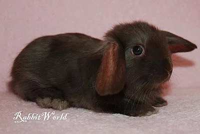 Zakrslí beránek ST RT v havance s VP