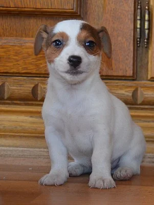 štěnátka jack russell terier