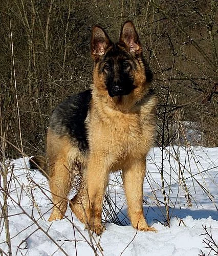 Německý ovčák-8měs. fenka s PP typ REX