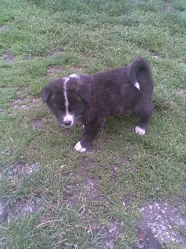 Akita-Inu