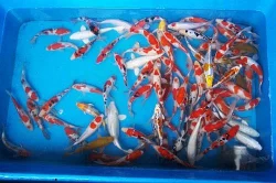 KOI JAPAN F1 a JESETER
