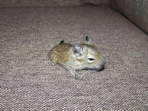 Osmák degu