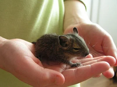 Osmák degu