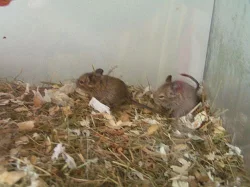 Osmák degu