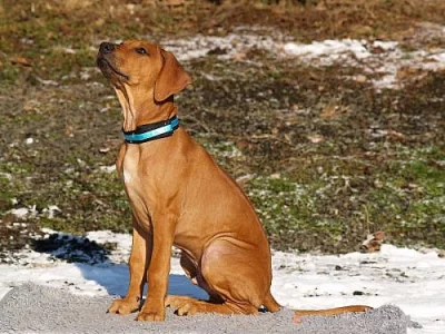 ŠTĚŇÁTKA RHODÉSKÉHO RIDGEBACKA S PP