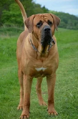 Tosa Inu - nabídka krytí psem s PP interšampionem