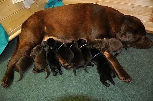 Štěňata labradorského retrievera s PP