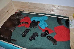 Štěňata labradorského retrievera s PP