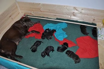 Štěňata labradorského retrievera s PP
