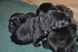 Štěňata labradorského retrievera s PP