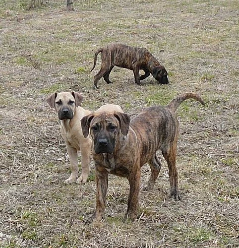 Kanárská doga - Perro de presa canario