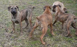 Kanárská doga - Perro de presa canario