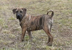 Kanárská doga - Perro de presa canario
