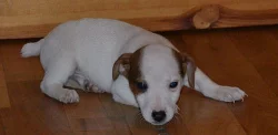poslední pejsek jack russell terier