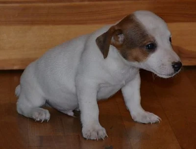 poslední pejsek jack russell terier