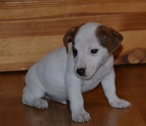 poslední pejsek jack russell terier