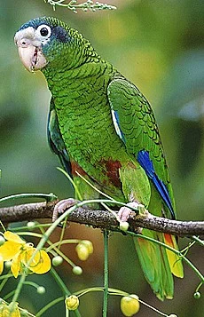 amazonan