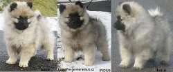 Německý špic vlčí / keeshond krásná štěňata s PP