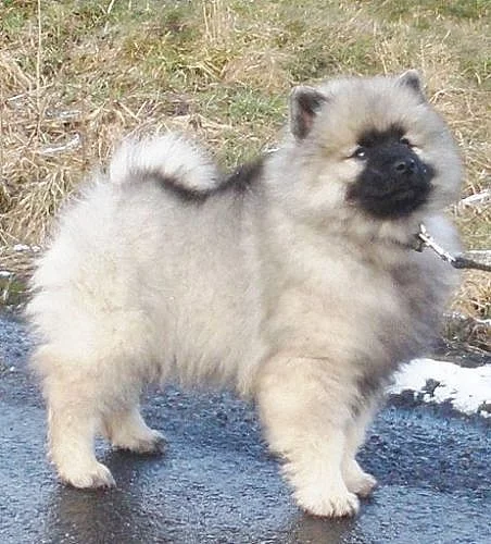 Německý špic vlčí / keeshond krásná štěňata s PP