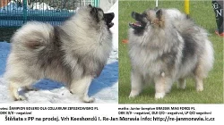 Německý špic vlčí / keeshond krásná štěňata s PP