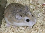 Křeček Roborovského