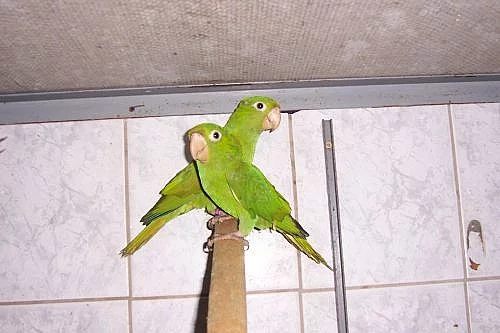 ary, aratingy