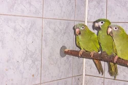 ary, aratingy