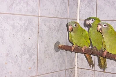 ary, aratingy